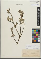 Foto von Salix appendiculata Vill.